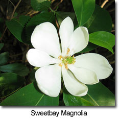 Sweetbay Magnolia