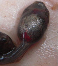 Tadpole with ranavirus, photo by Scott Farnsworth