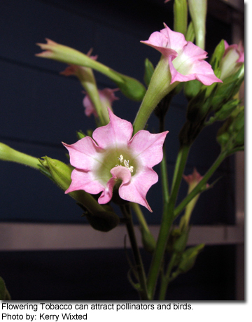 Flowering Tobacco can attract pollinators and birds by: Kerry Wixted 