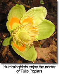 Tulip Poplar flower by Kerry Wixted