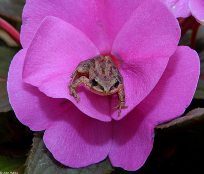  Photo of Upland Chorus Frog courtesy of John White