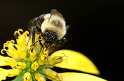 Bee on flower