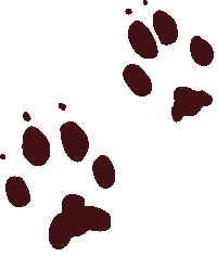 Illustration of Gray Fox Track