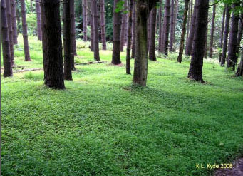 Wavyleaf Basket Grass covering forest floor, photo by Kerrie Kyde