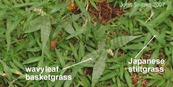 Wavyleaf basketgrass and Japanese stiltgrass, photo by John Snitzer