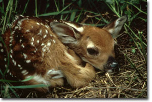 WTDeerFawn_WJBerg_USFWS.jpg