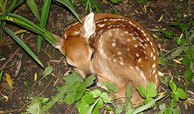 Fawn by John Delano of Hammond, Wikimedia Commons