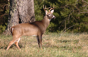 White-Tailed-Deer_SteveEdwards.jpg