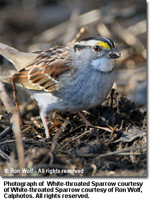 White-throated_Sparrow.jpg