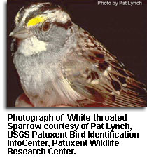 White-throated_Sparrow_Lynch.jpg