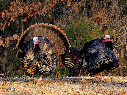 Eastern Wild Turkeys, Photo by Lori Bramble