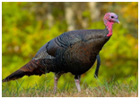 Eastern Wild Turkey photo courtesy of Wikimedia Commons