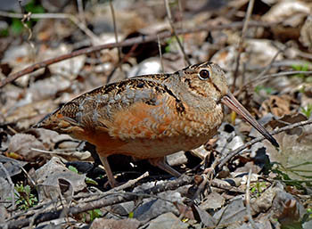 Woodcock photo by Rodney Campbell Flickr CC by 2.0