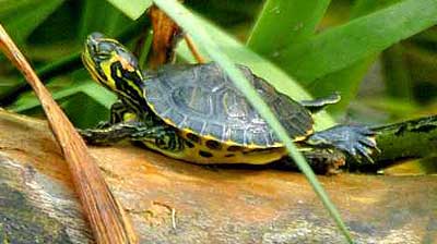 Yellow belledSlider on a log