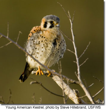 Young American Kestrel, photo by Steve Hillebrand, USFWS