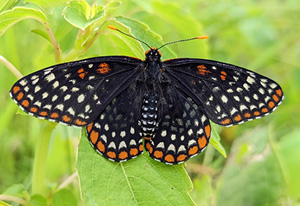 Baltimore Checkerspot