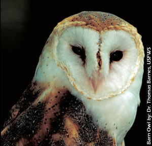 Barn Owl by: Dr. Thomas Barnes, USFWS