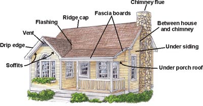 Illustration showing places where bats can get into your home