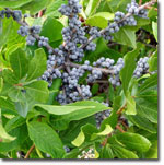 Photograph of Bayberry with fruit, courtesy of the U.S. Forest Service