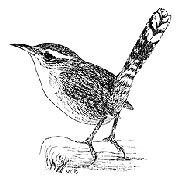 Pen & Ink Illustration of Bewick's Wren