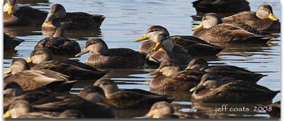 Black Ducks on water, photo courtesy of Jeff Coats