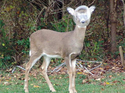 Deer with a jar over it's head.