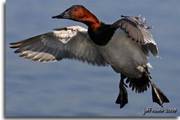 Canvassback in flight, photo courtesy of Jeff Coats