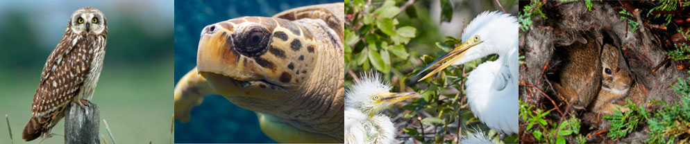 Owl, turtle, egret and hare