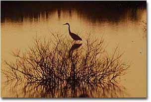 A heron hunting during sunset.