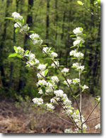 photo of Red Chokeberry by Kerry Wixted