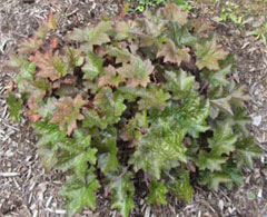 Coral Bells, photo courtesy of Dan Shiplett