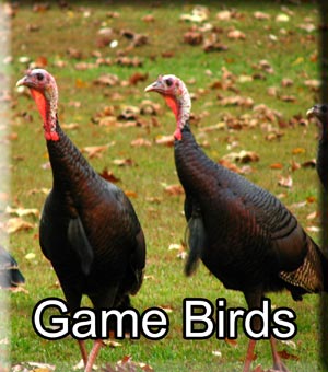 Game Birds