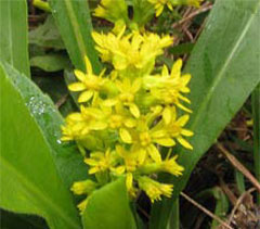 Goldenrod,  photo courtesy of Kerry Wixted