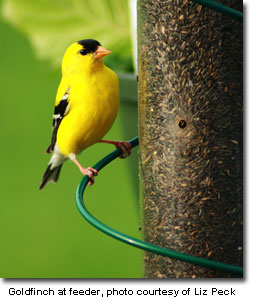 goldfinch_at_feeder_Liz_Peck.jpg