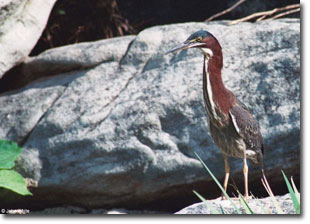 Photo of Green heron, courtesy of John White