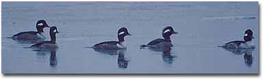 A family of wood ducks traveling along the Potomac River