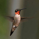 Hummingbird Icon