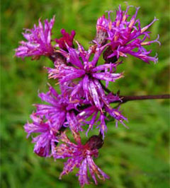 Ironweed,  photo courtesy of Kerry Wixted