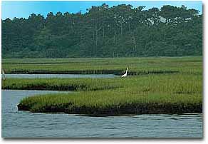 A white heron patrolling it's hunting grounds