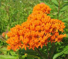 Milkweed,  photo courtesy of Kerry Wixted