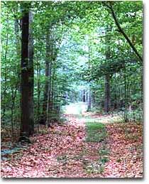 A narrow trail winding through the woods. Spring-time at Millington.