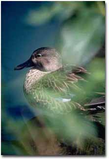 A mallard hen resting on the shoreside.