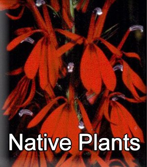 Native Plants