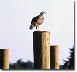 Photo of Osprey (Pandion haliaetus) on pier pilings courtesy of Mary Hollinger, NODC biologist, NOAA's America's Coastlines Coll