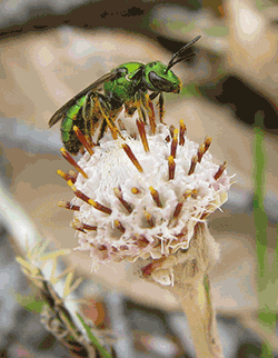 Pollination Station by Kerry Wixted