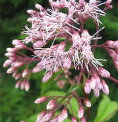 Joe-pye Weed,  photo courtesy of Kerry Wixted