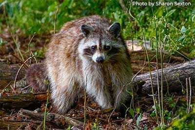 Raccoon - Photo by Sharon Sexton