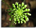 A single cluster of American Ginseng flowers. aka unbrel