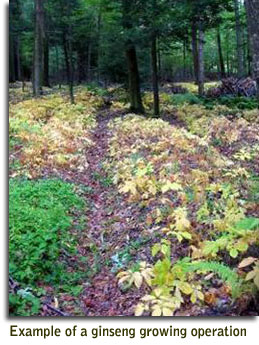 Example of a ginseng growing operation