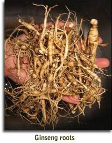 Ginseng roots